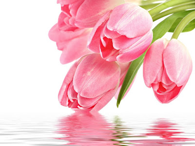 fotografias de postales de tulipanes