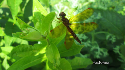 Dragonfly enjoying Basil