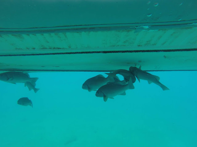 Snorkel en San Bartolomé, Galápagos