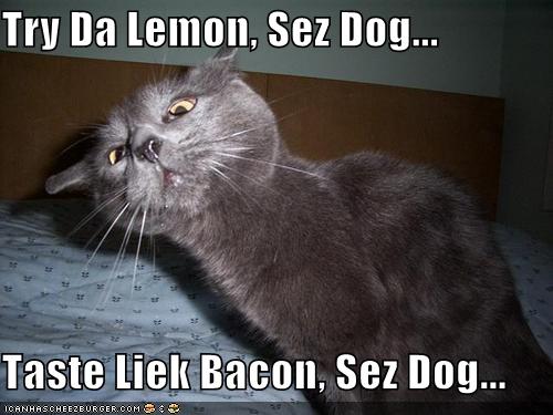 funny cat picture - funny cat pictures-lemon-bacon-lolcat