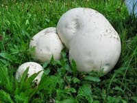 calvatia_gigantea