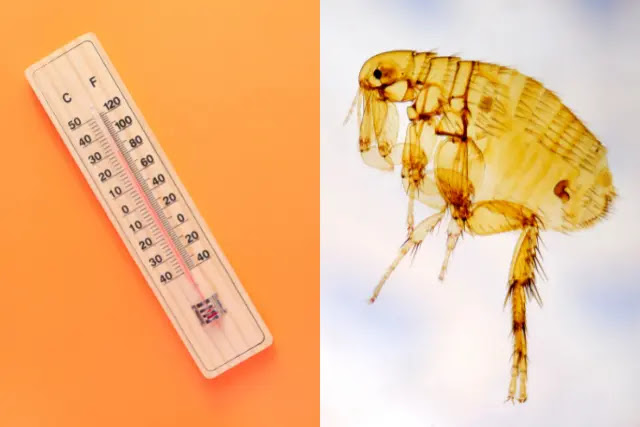 are-fleas-attracted-to-heat