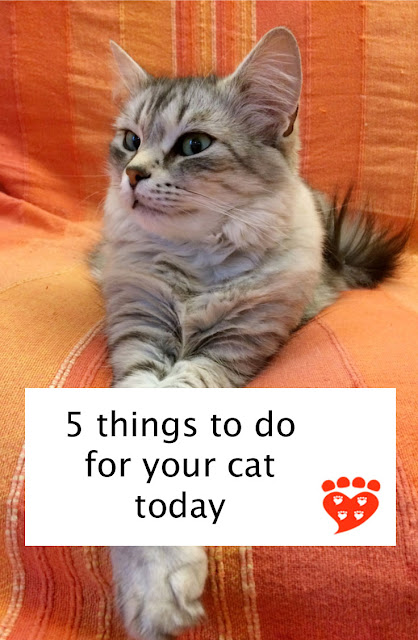 5 things to do for your cat today to provide enrichment, play time and hiding places. A beautiful kitten sits with its paws crossed.