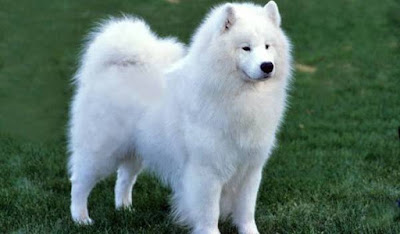 Train the Samoyed Dog