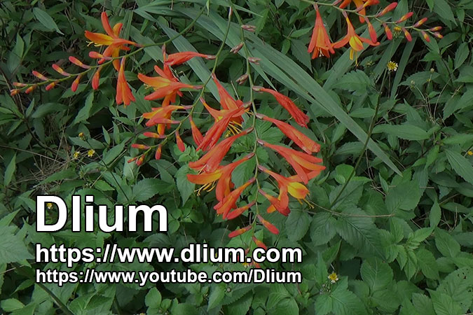 Dlium Montbretia (Crocosmia crocosmiiflora)