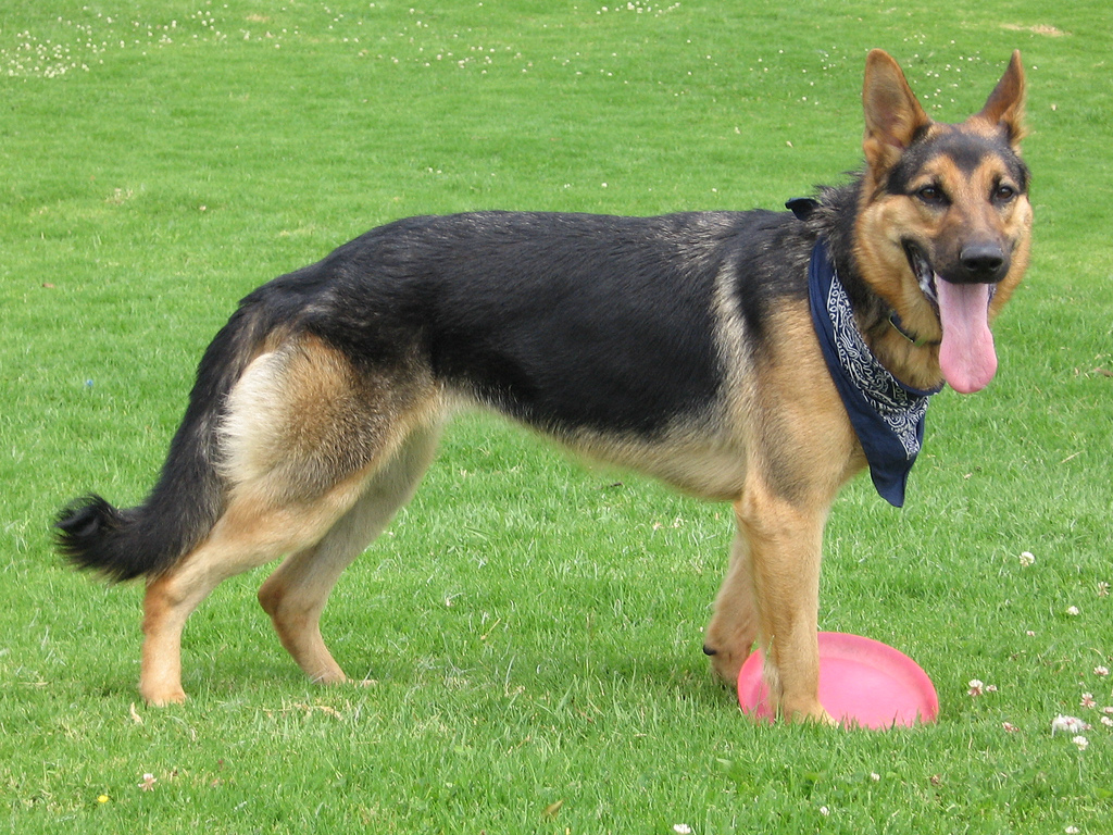 German Shepherd Dog with disc
