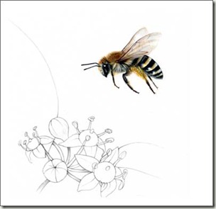 colletes hederae sm 