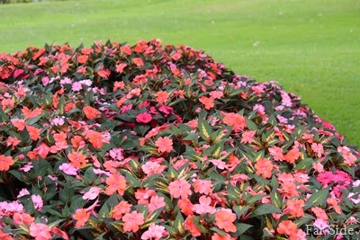 New Guinea Impatiens