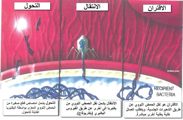 طرق نقل الجينات