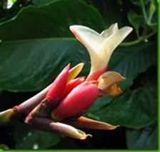 Alpinia luteocarpa