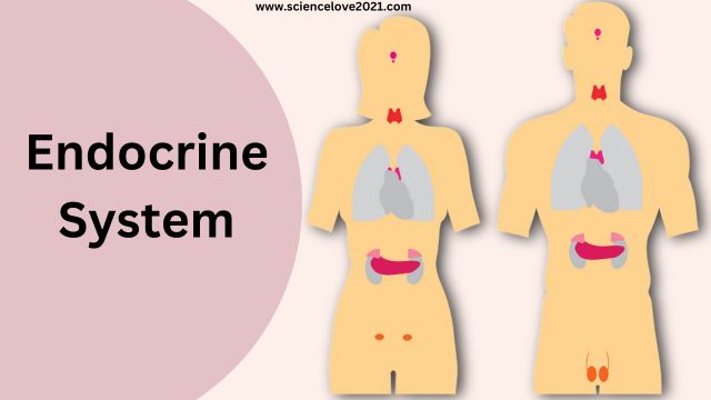 अन्तःस्रावी तन्त्र (Endocrine System): शरीर में उपस्थित ग्रन्थियाँ|hindi