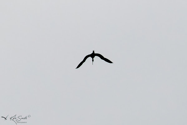 Glossy ibis