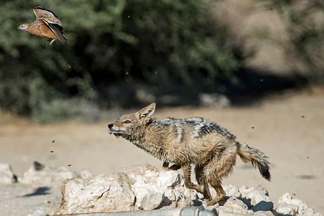 Pictures from African waterhole shows how a predator repeatedly misses killing its prey