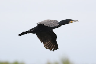 Cormorant