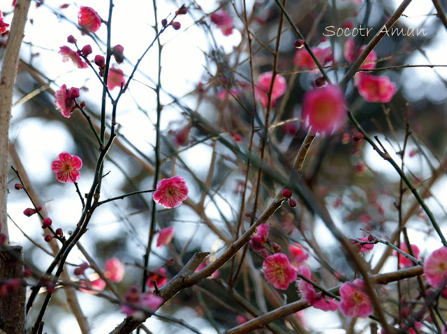 Prunus mume