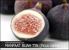 10 Manfaat buah tin (Ficus carica L.) bagi kesehatan kita