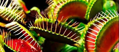 Plantas carnivoras y movimiento