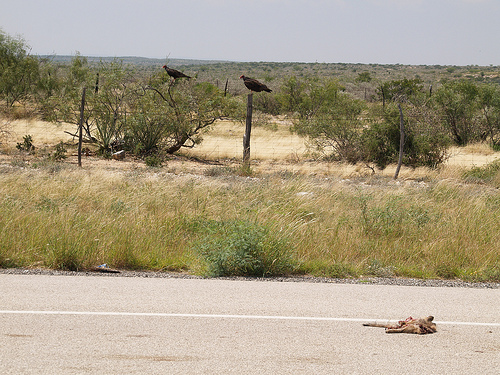 Wild Birds In Texas