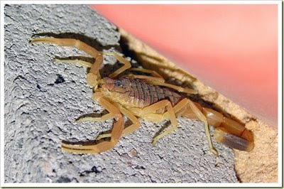 Death Stalker Scorpion