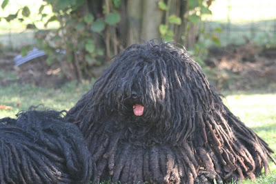 Komondor