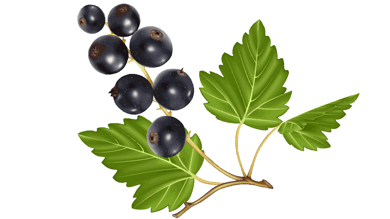 Kumpulan Clipart Buah  Blueberry www buahaz com