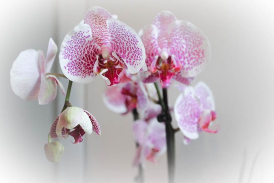 mothersday-0033