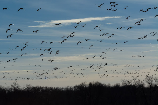 Hagerman National Wildlife Refuge, Snow Geese