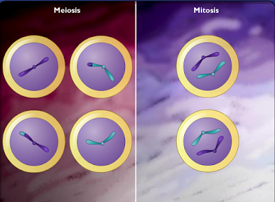 http://www.mhhe.com/sem/Spanish_Animations/sp_cmpre_meiosis_mitosis.swf