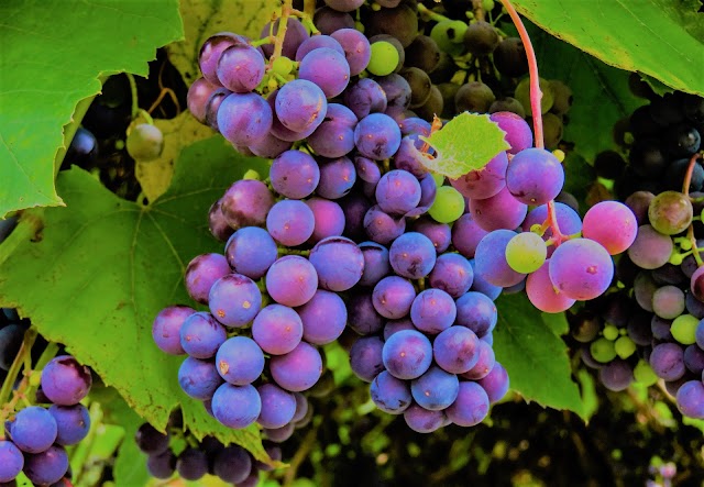  Grapes are the best of all fruits, according to the Charaka Ayurveda written in India. 