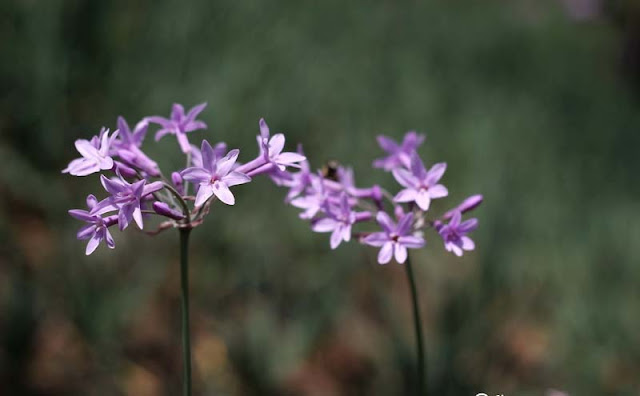 Society Garlic Flowers Pictures