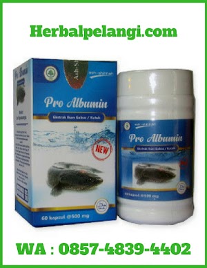 Jual Kapsul Pro Albumin Di Rejang Lebong | WA : 0857-4839-4402