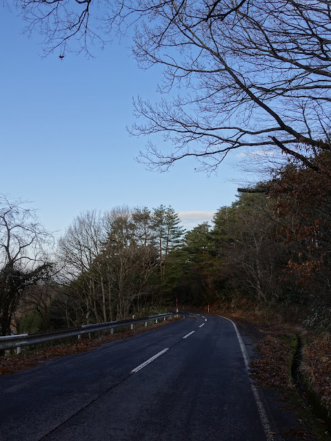 鳥取県道52号岸本江府線　鳥取県西伯郡伯耆町大内　赤松の林