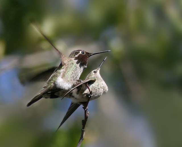 Picture Of Hummingbirds