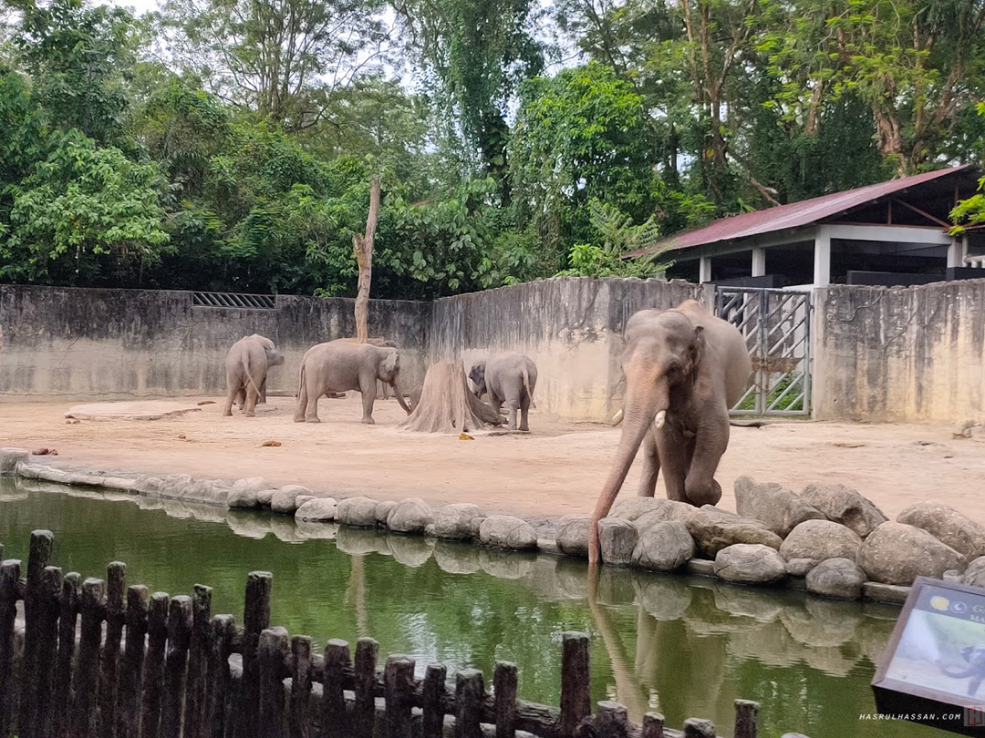 Gajah Asia Zoo Taiping