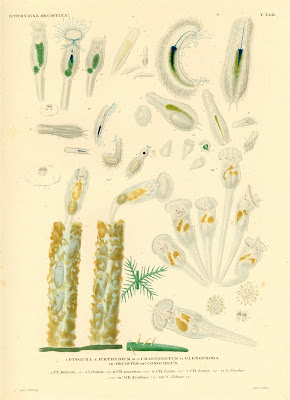 Ichthydina, Oecistina, Ptygura, Ichthydium, Chaetonotus, Glenophora, Oecistes, Conochilus