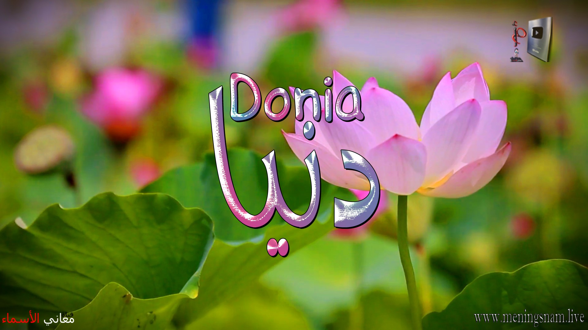 معنى اسم, دنيا, وصفات, حاملة, هذا الاسم, Donia,