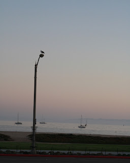 Seagull on Utility Pole