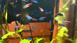 Neon Tetra Feeding