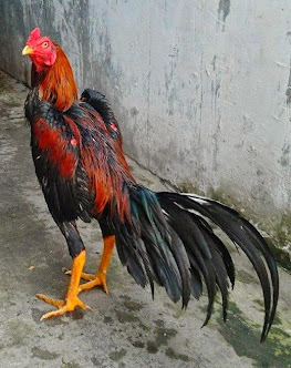 KATURANGGAN AYAM  CANTEL JENIS  JALU YANG PALING 