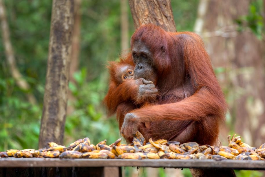 Beberapa Hewan  Langka  di  Indonesia  dan Keterangannya 