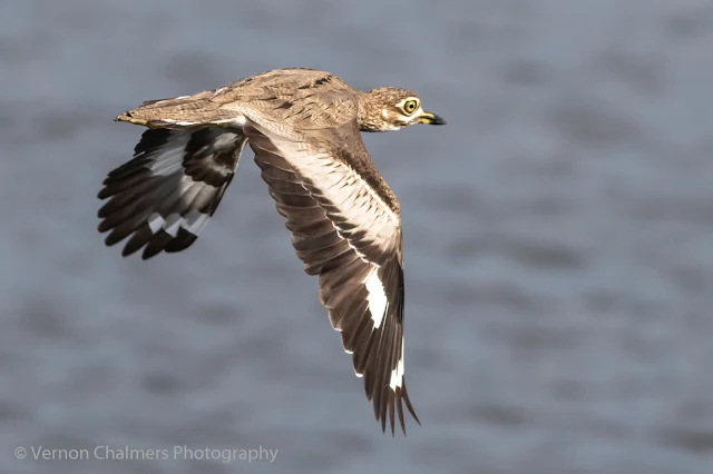 Thick-Knee in the Table Bay Nature Reserve Copyright Vernon Chalmers Photography