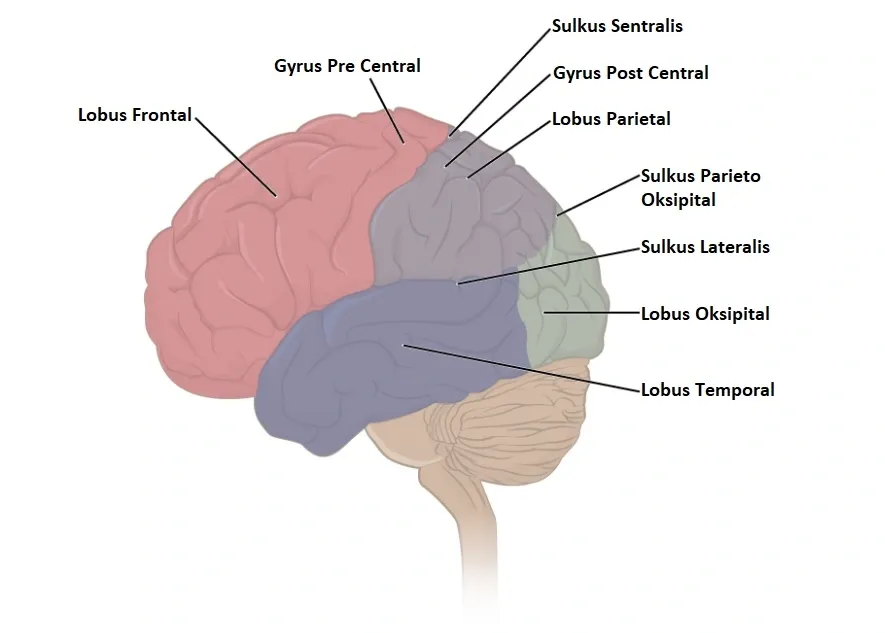 Lobus Pada Otak