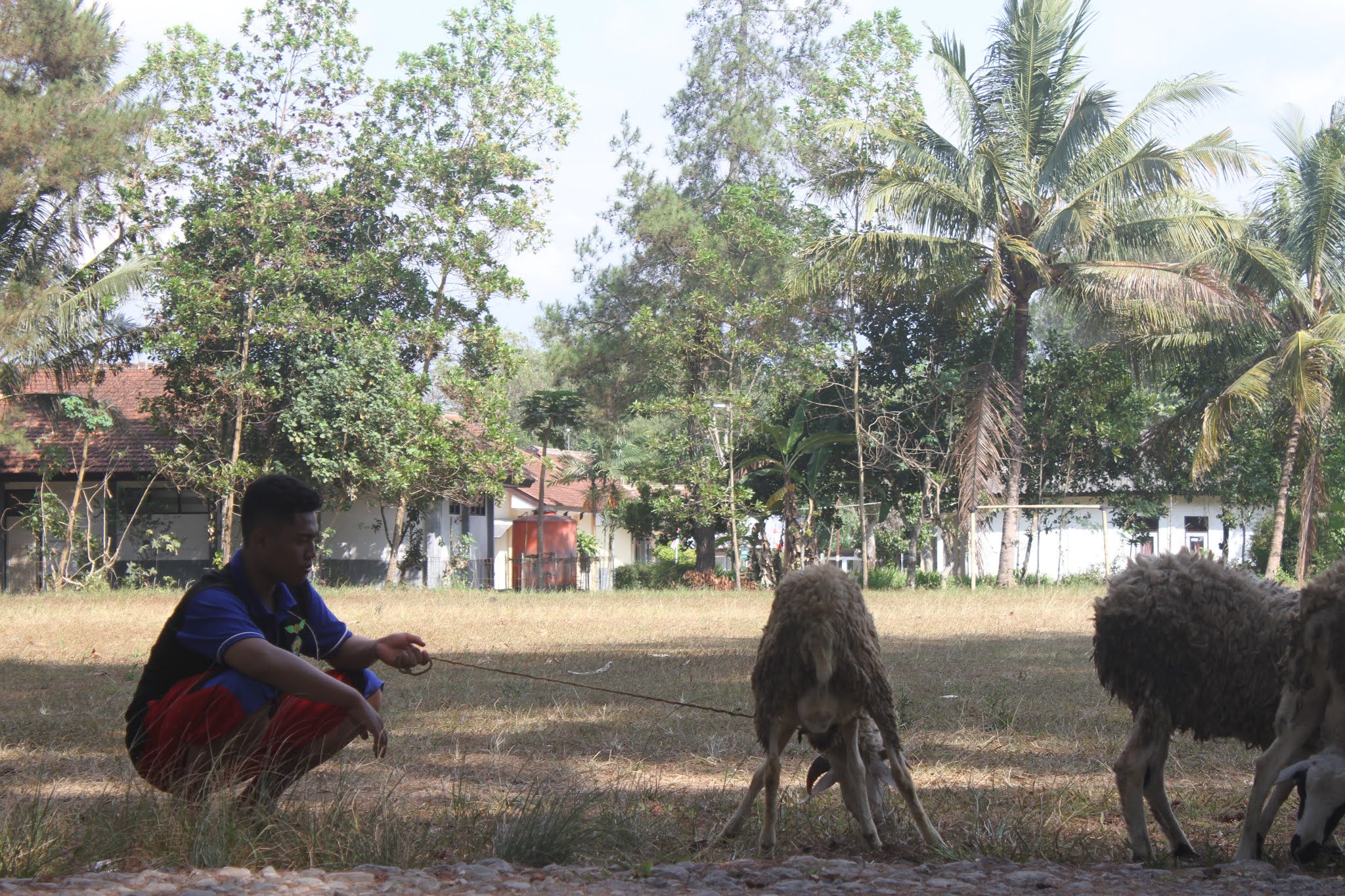 Pemantauan kambing gembala