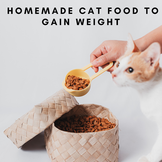 Homemade Cat Food To Gain Weight - Recipes For Your Furry Friend