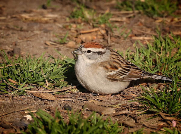 Chipping sparrow