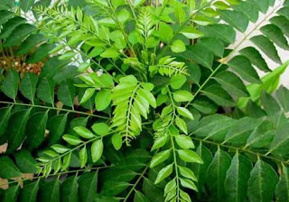  Curry leaves