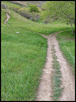 Spot right passed the wall above where you need to go to the Right to do the Curley Springs Trail to see the Wildflowers.