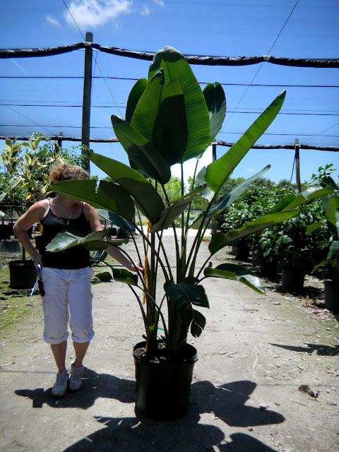 Bird Of Paradise Plant Size