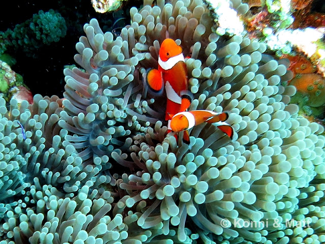 Two-Bar Clownfish in sea anemone