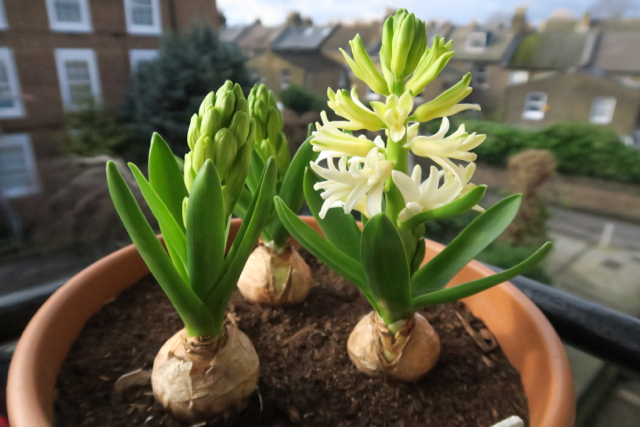 Balcony view, white hyacinth flowering